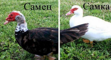 Jak můžete odlišit indoora od draka, určení pohlaví a rozdíl